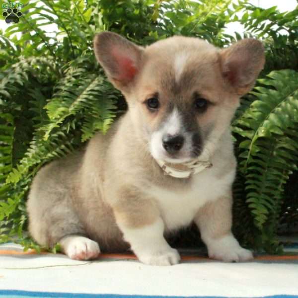 Gwen, Pembroke Welsh Corgi Puppy