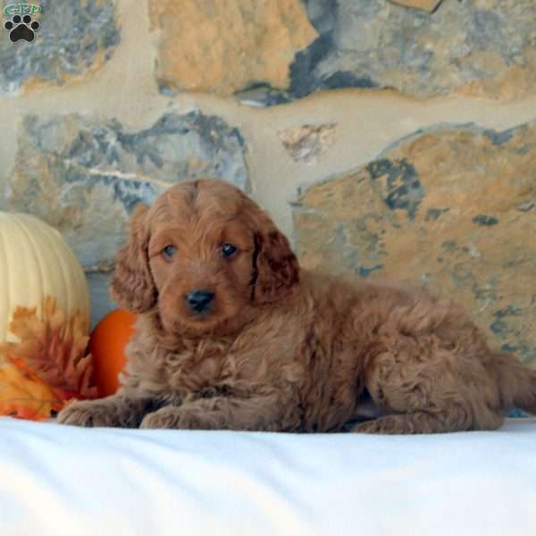 Gwen, Mini Goldendoodle Puppy