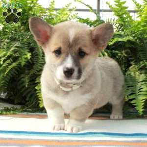 Gwen, Pembroke Welsh Corgi Puppy