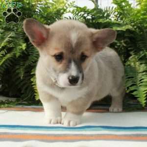 Gwen, Pembroke Welsh Corgi Puppy