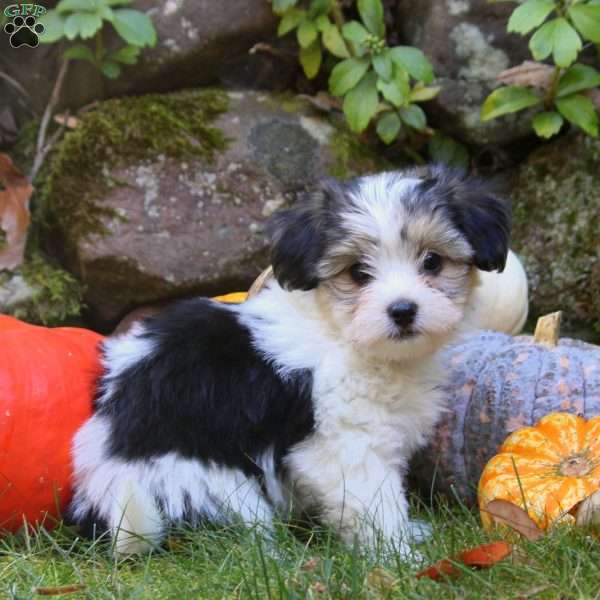 Haddie, Havanese Mix Puppy