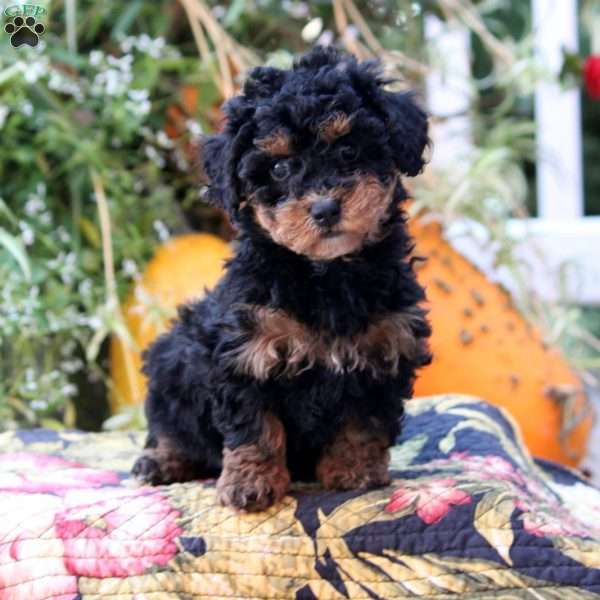 Hailey, Miniature Poodle Puppy