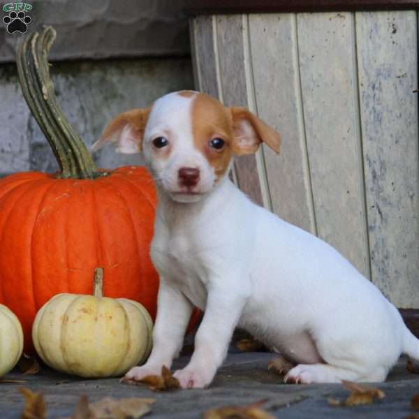 Hailey, Jack Russell Mix Puppy