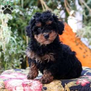 Hailey, Miniature Poodle Puppy