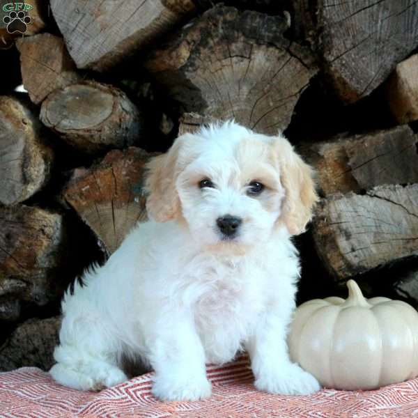 Haley, Cavachon Puppy