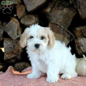 Haley, Cavachon Puppy