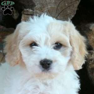 Haley, Cavachon Puppy