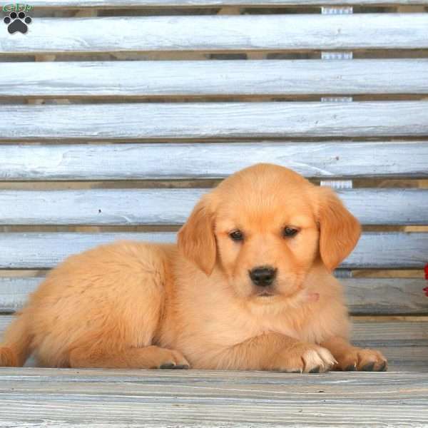 Hali, Golden Retriever Puppy