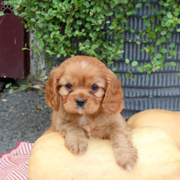 Hank, Cavalier King Charles Spaniel Puppy