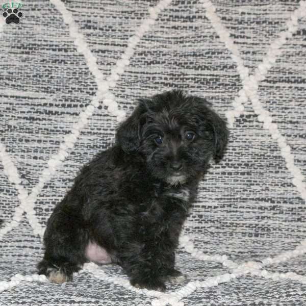 Hank, Mini Schnoodle Puppy