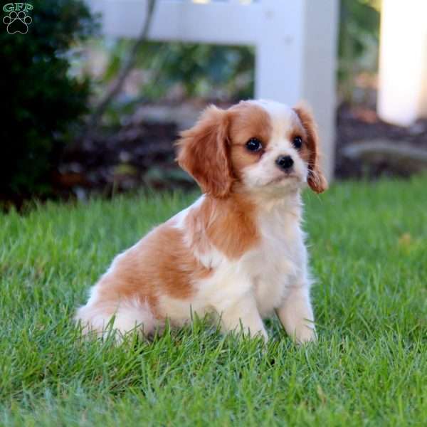 Hank, Cavalier King Charles Spaniel Puppy