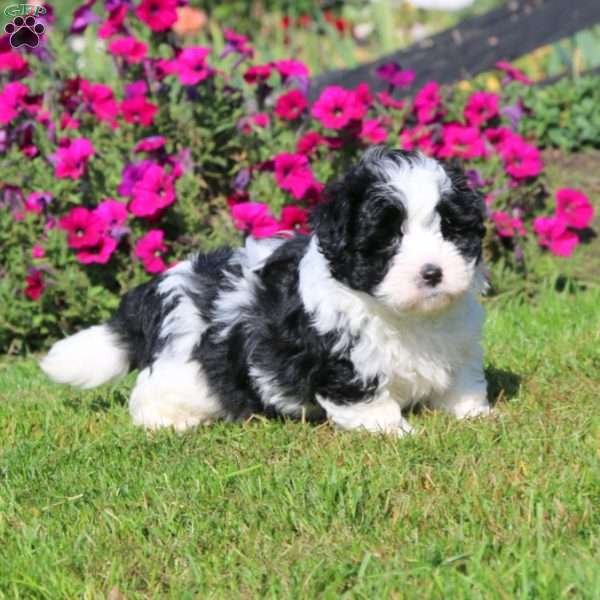 Hank, Shih-Poo Puppy