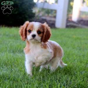 Hank, Cavalier King Charles Spaniel Puppy