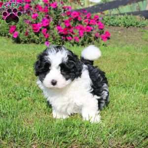 Hank, Shih-Poo Puppy