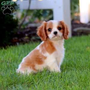 Hank, Cavalier King Charles Spaniel Puppy