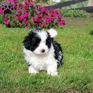 Hank, Shih-Poo Puppy