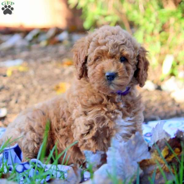 Hannah, Cockapoo Puppy