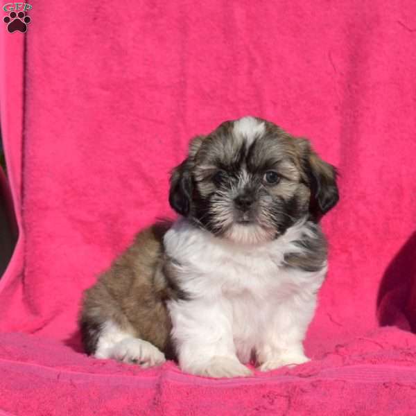 Harley, Shih Tzu Puppy