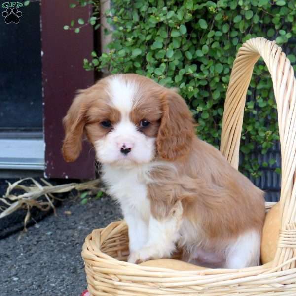 Harley, Cavalier King Charles Spaniel Puppy