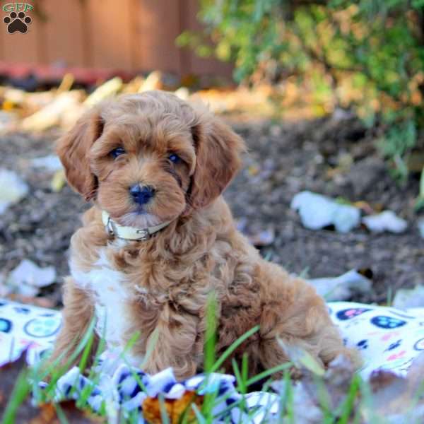 Harley, Cockapoo Puppy