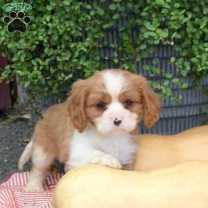 Harley, Cavalier King Charles Spaniel Puppy