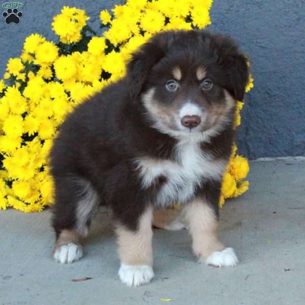 Harlow, Australian Shepherd Puppy