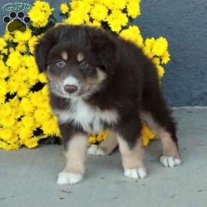 Harlow, Australian Shepherd Puppy