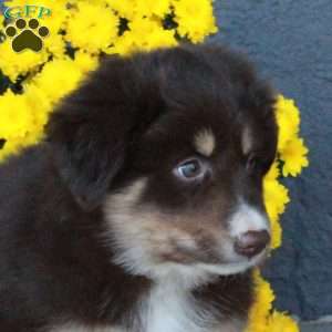 Harlow, Australian Shepherd Puppy