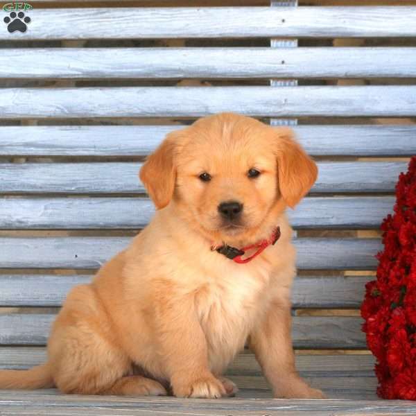 Harmony, Golden Retriever Puppy