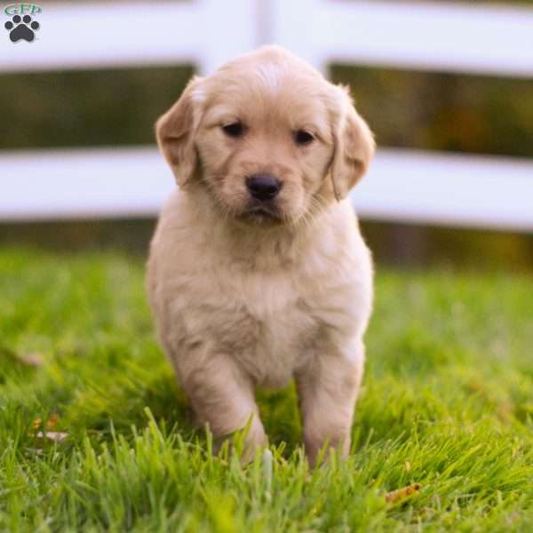 Harper, Golden Retriever Puppy