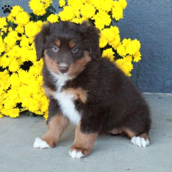 Harper, Australian Shepherd Puppy