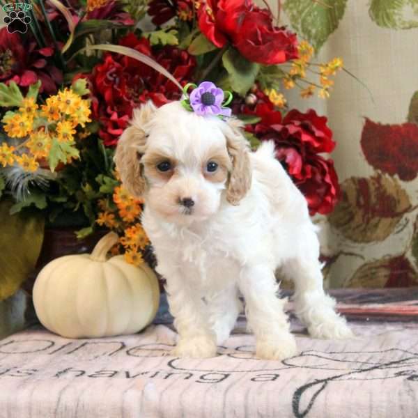 Harper, Cavapoo Puppy