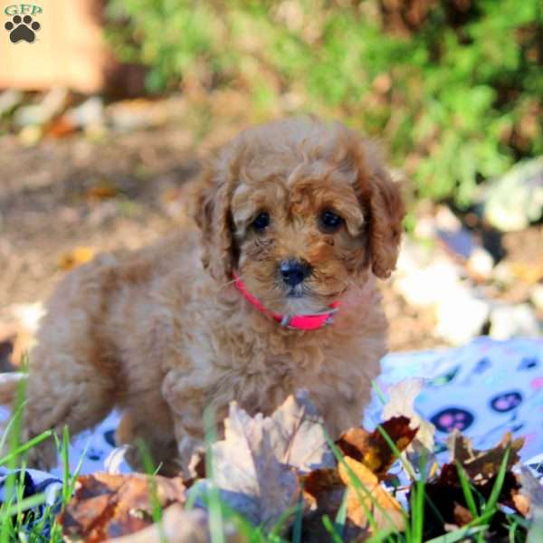 Harper, Cockapoo Puppy