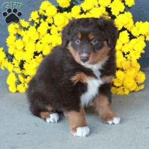 Harper, Australian Shepherd Puppy