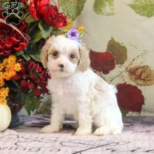 Harper, Cavapoo Puppy