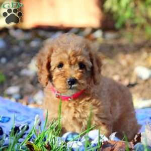 Harper, Cockapoo Puppy