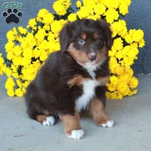 Harper, Australian Shepherd Puppy