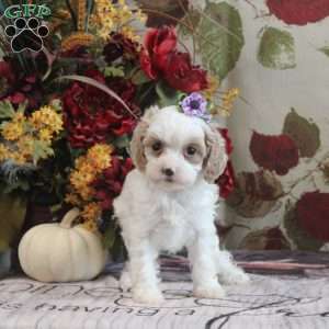 Harper, Cavapoo Puppy