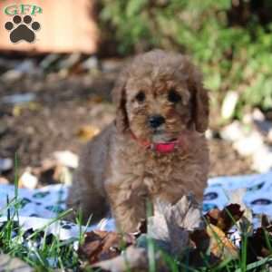 Harper, Cockapoo Puppy