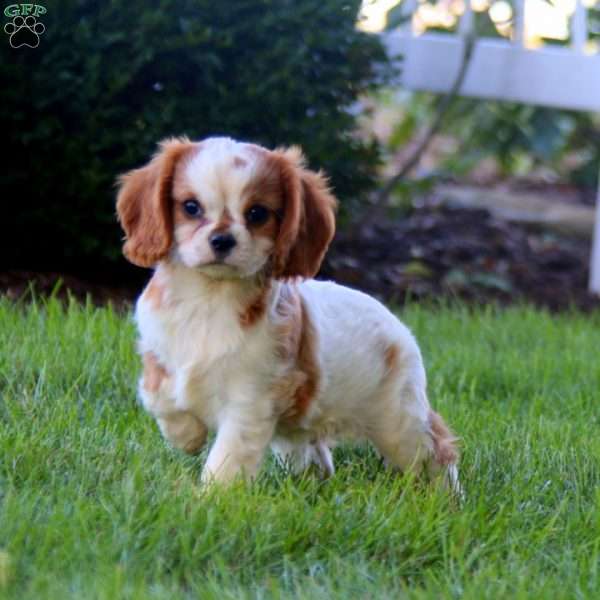 Harper, Cavalier King Charles Spaniel Puppy