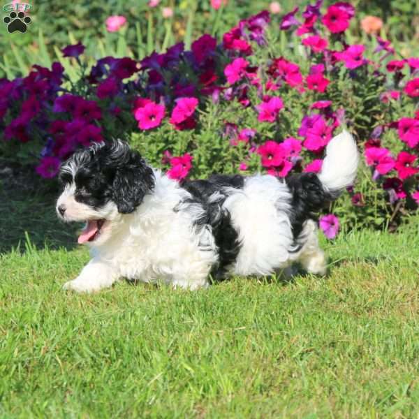 Harper, Shih-Poo Puppy