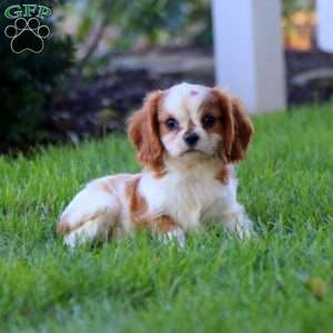 Harper, Cavalier King Charles Spaniel Puppy