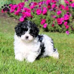 Harper, Shih-Poo Puppy