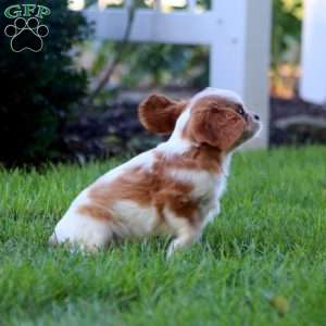 Harper, Cavalier King Charles Spaniel Puppy