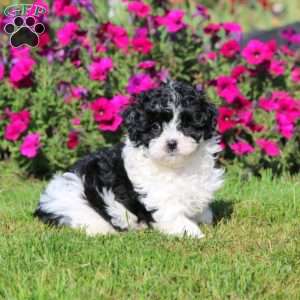 Harper, Shih-Poo Puppy