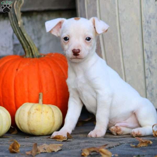 Harry, Jack Russell Mix Puppy