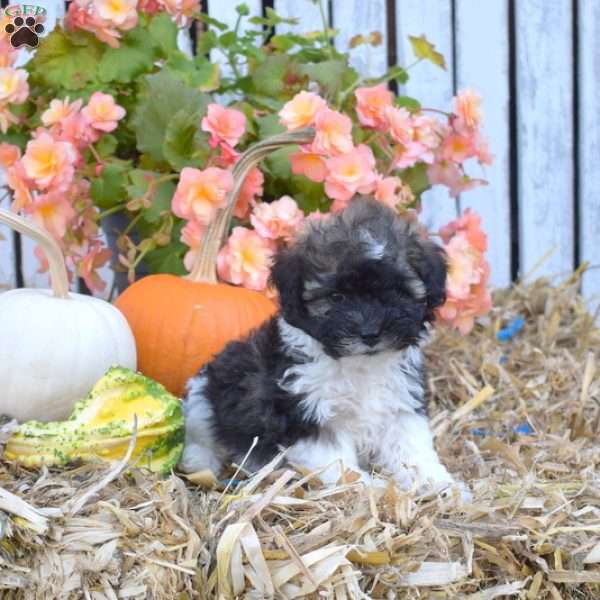 Harvest, Havanese Puppy