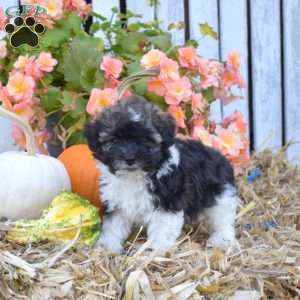 Harvest, Havanese Puppy