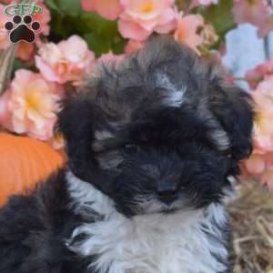 Harvest, Havanese Puppy