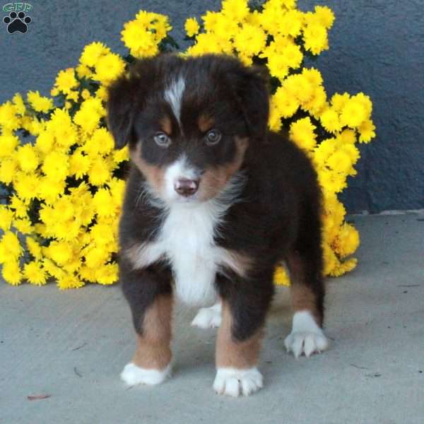 Hattie, Australian Shepherd Puppy